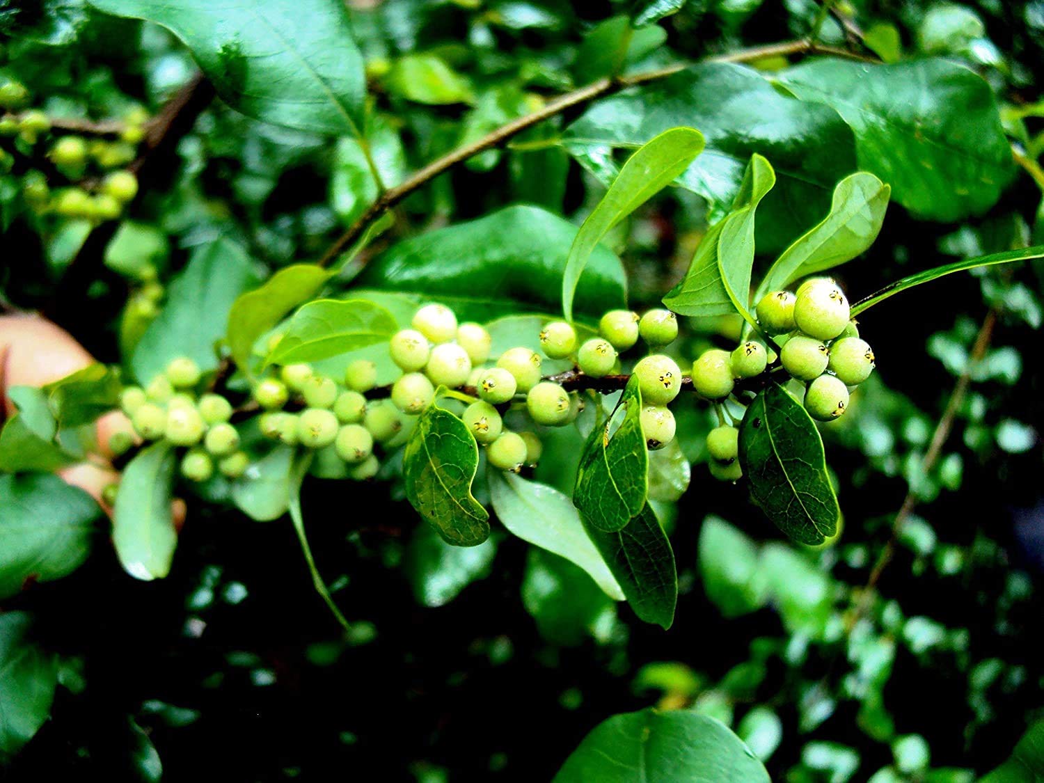 Guggulu (Commiphora mukul) in male metabolic and hormonal disorders